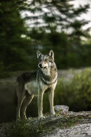 Loup gris - Été 065