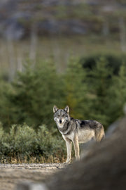 Loup gris - Été 068