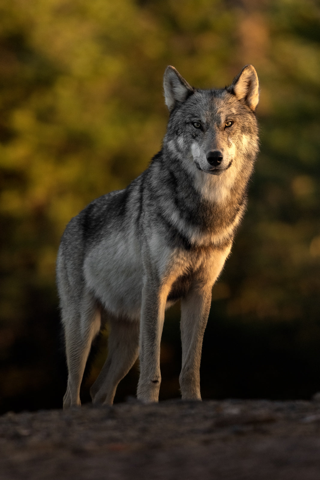 Loup gris - Été 069