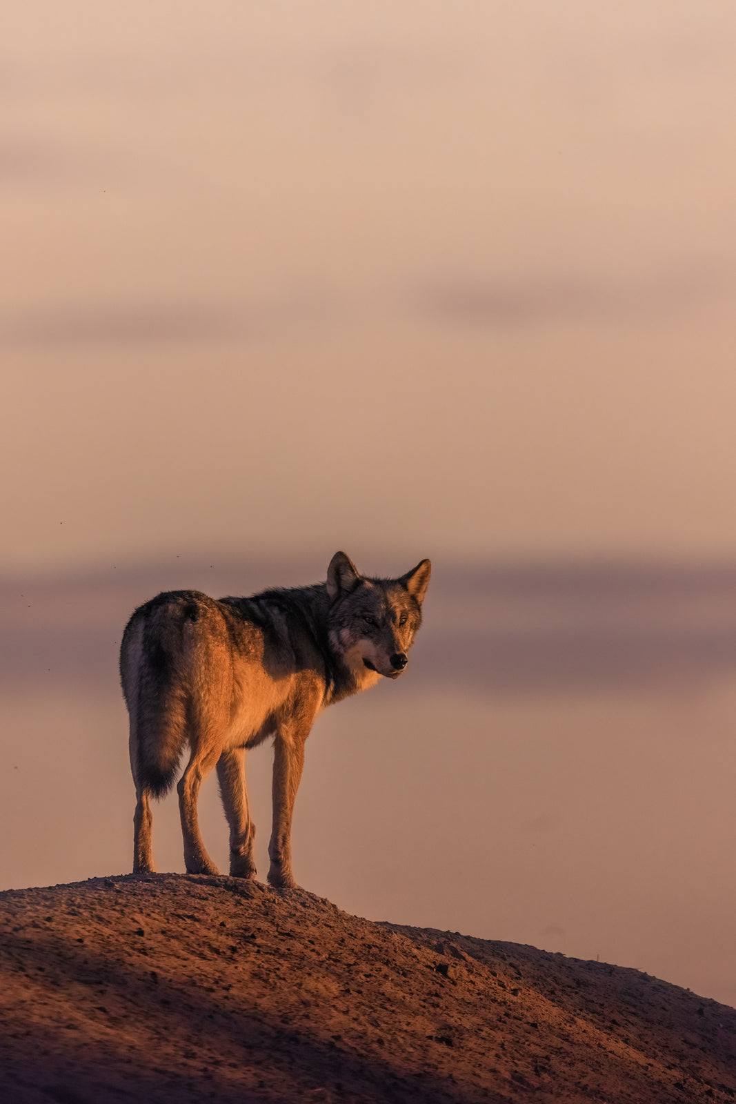 Loup gris - Été 071
