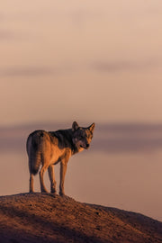 Loup gris - Été 071