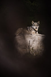 Loup gris - Été 074