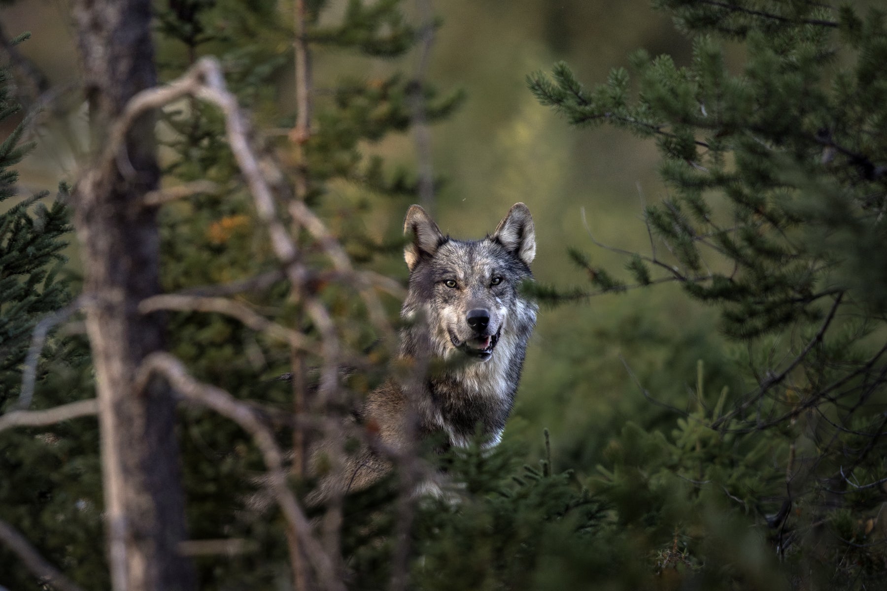 Loup gris - Été 075