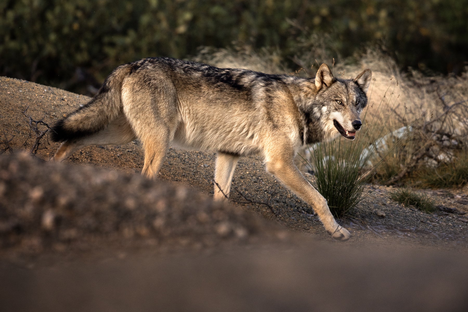 Loup gris - Été 076