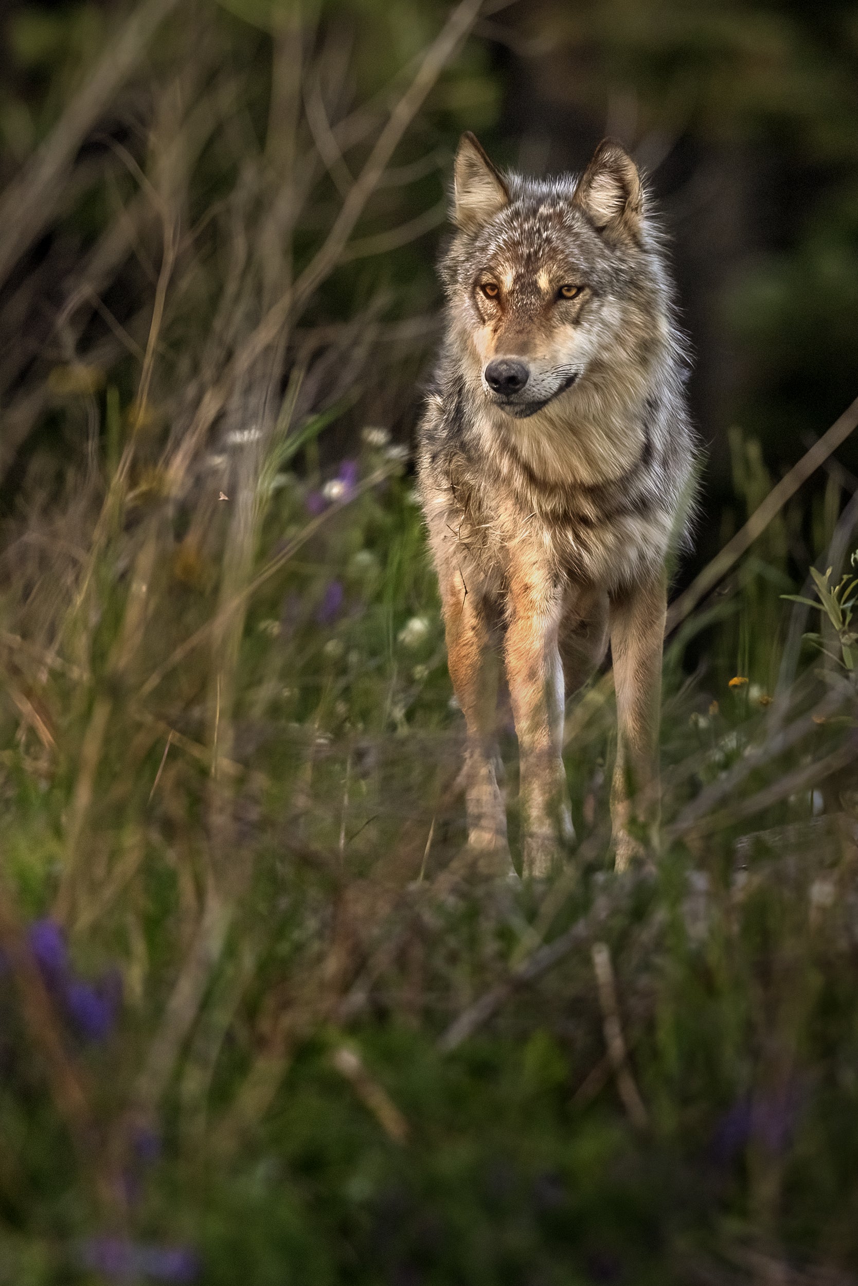 Loup gris - Été 007