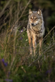 Loup gris - Été 007