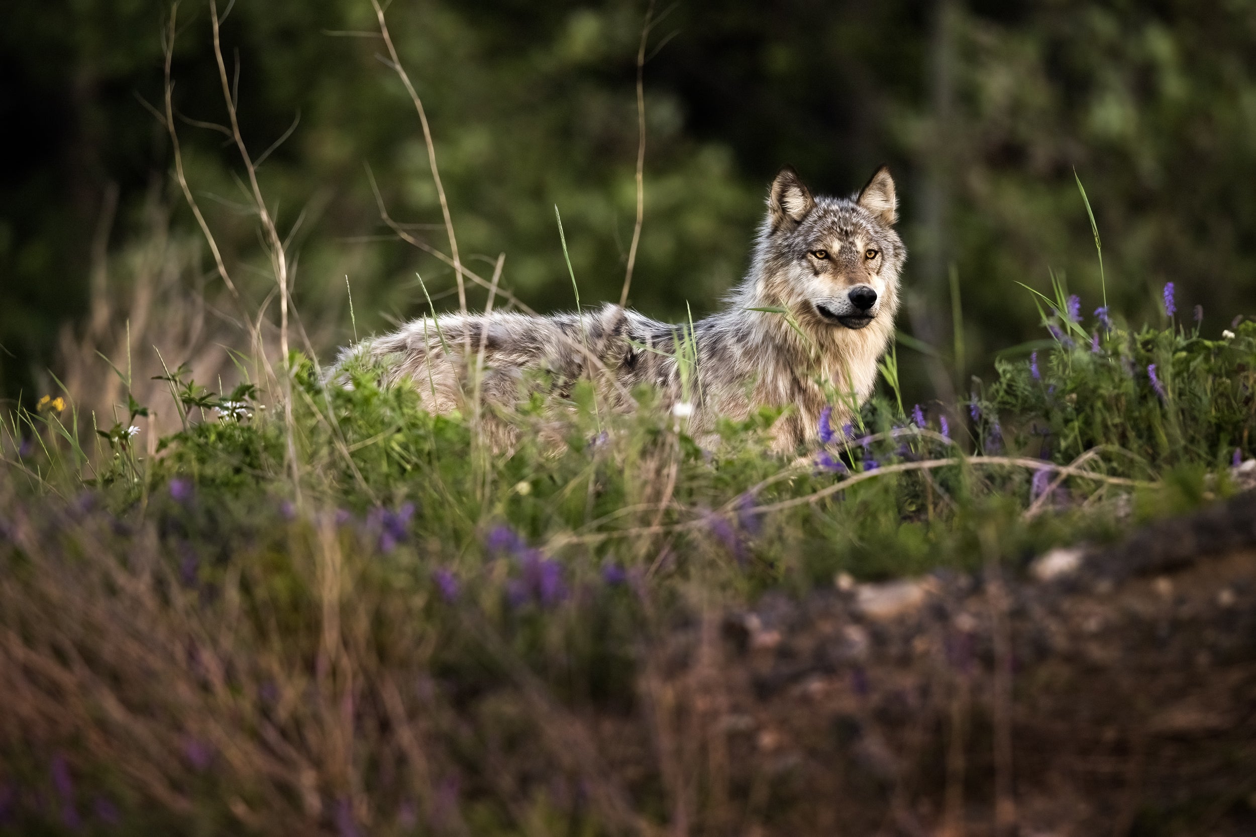 Loup gris - Été 008