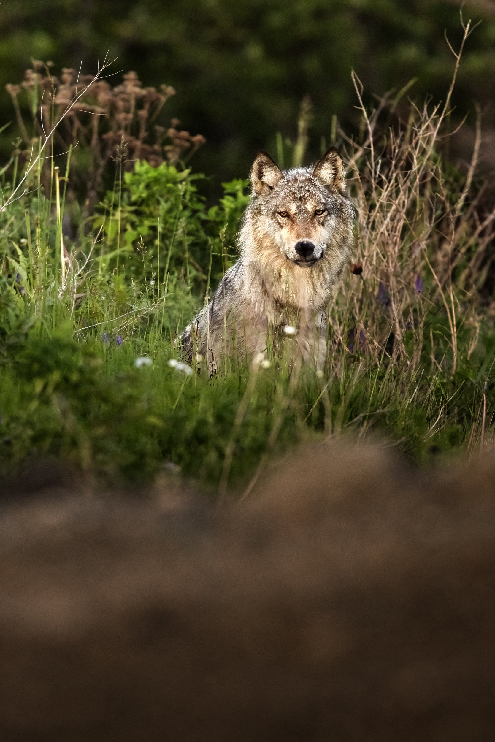 Loup gris - Été 009