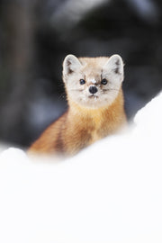 Martre d'Amérique 007