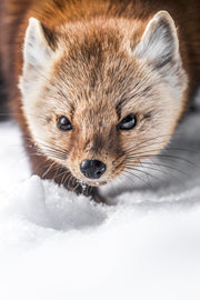 Martre d'Amérique 015