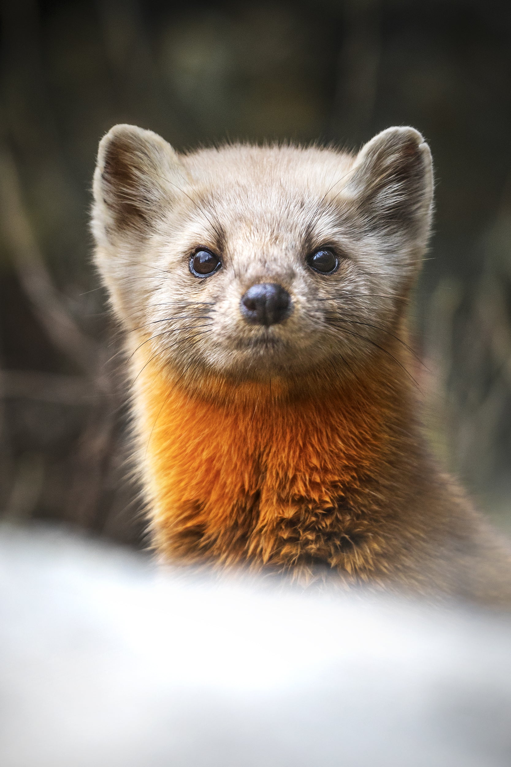 Martre d'Amérique 019