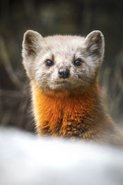 Martre d'Amérique 019