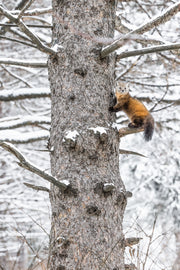 Martre d'Amérique 034