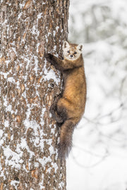 Martre d'Amérique 042