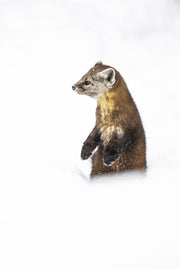 Martre d'Amérique 043