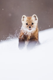 Martre d'Amérique 046