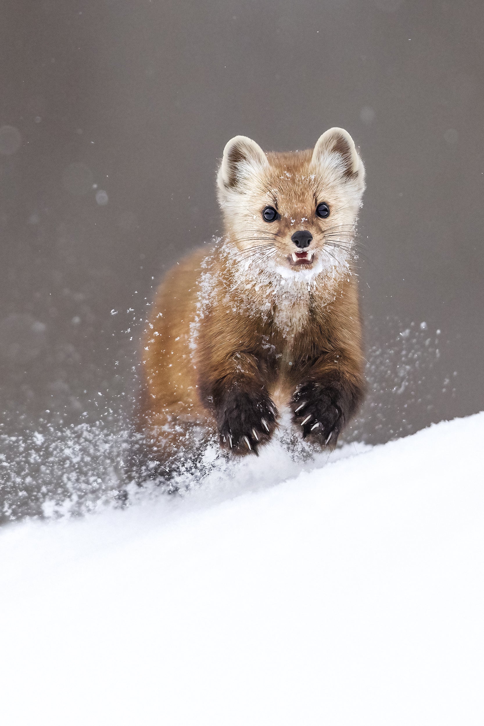 Martre d'Amérique 047