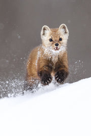 Martre d'Amérique 047