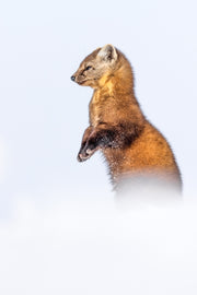 Martre d'Amérique 056