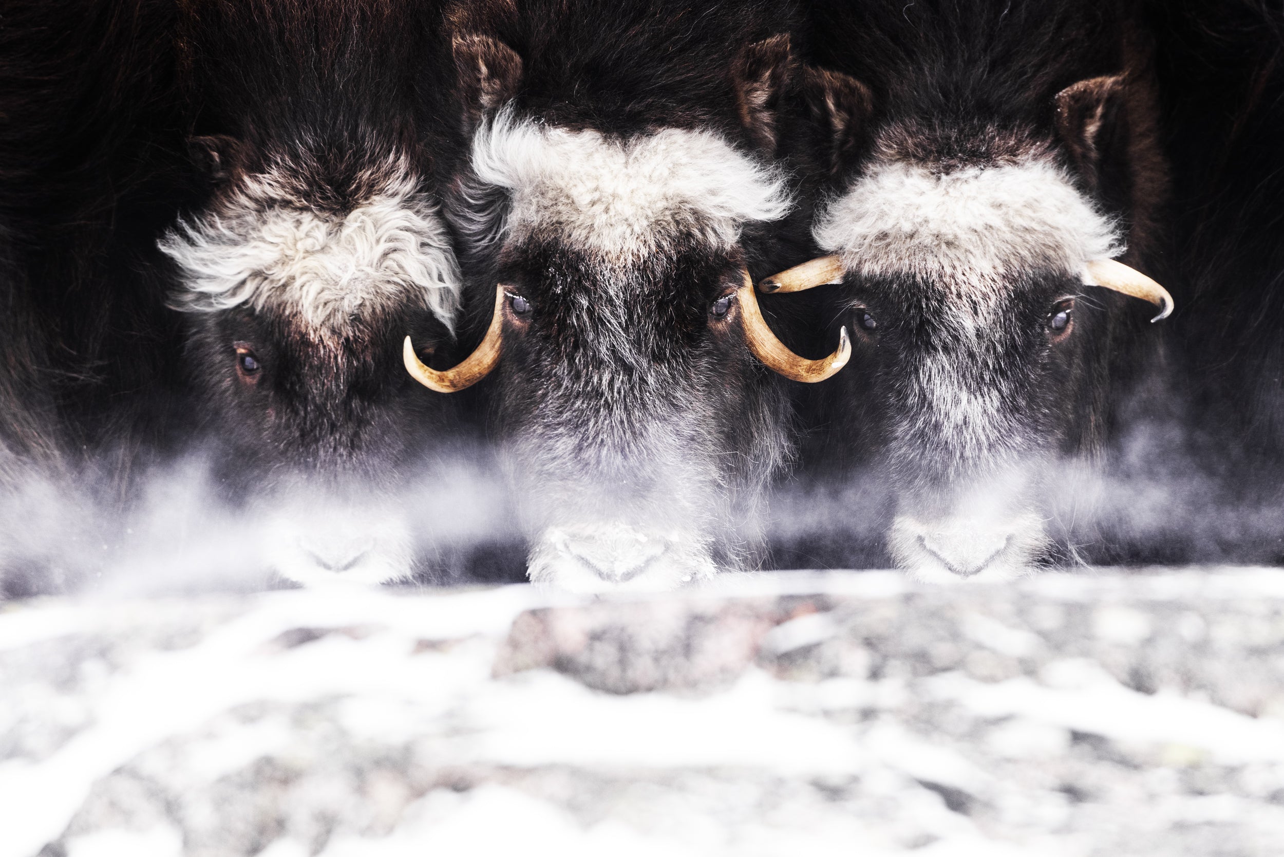 Boeuf musqué - Hiver 001