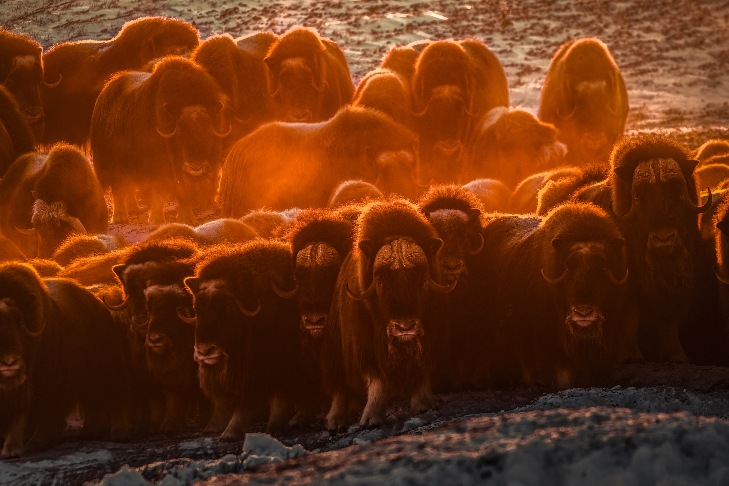 Boeuf musqué - Hiver 005