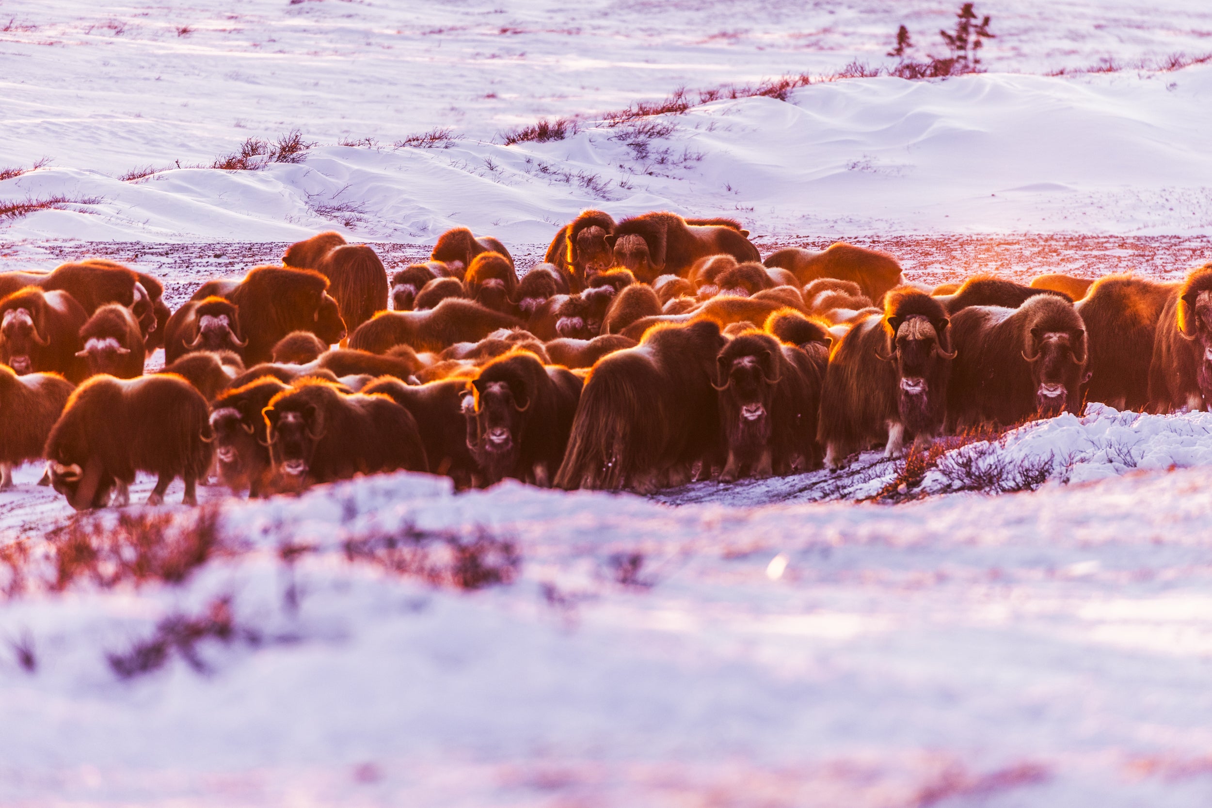 Boeuf musqué - Hiver 006