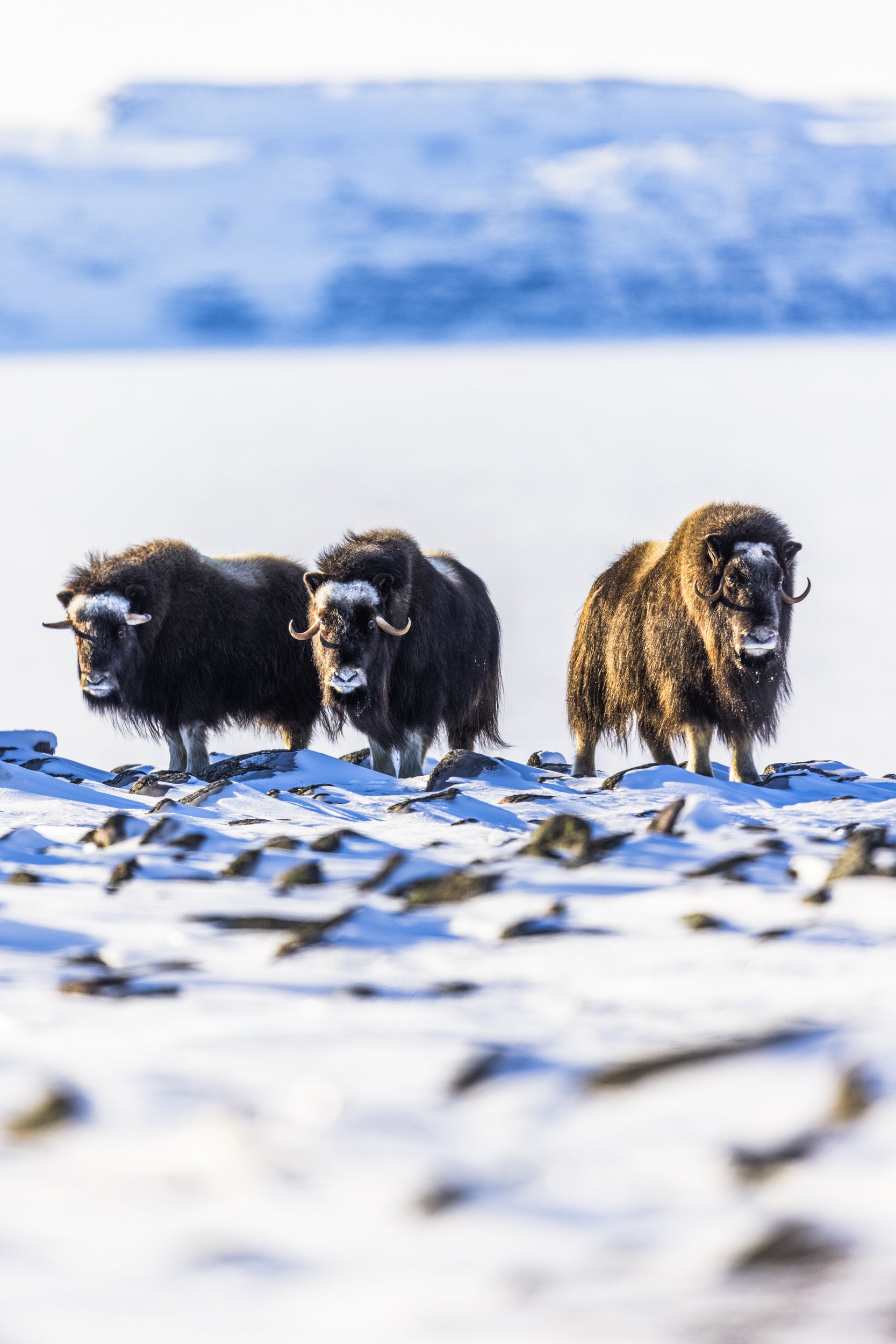 Boeuf musqué - Hiver 007