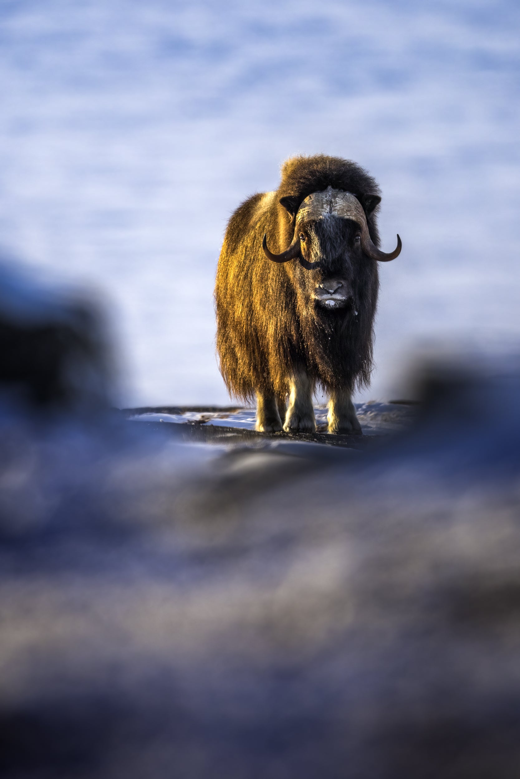 Boeuf musqué - Hiver 011