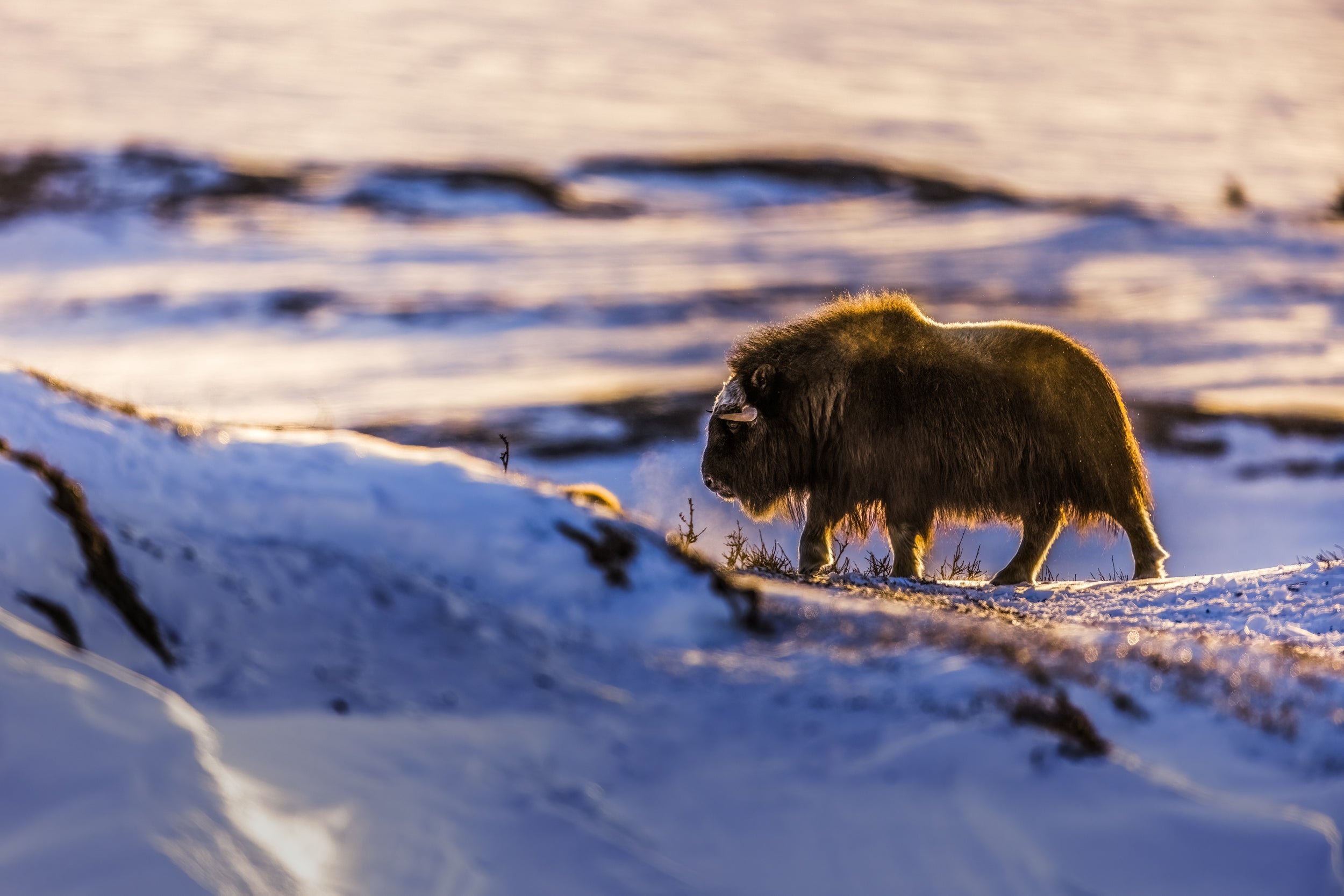 Boeuf musqué - Hiver 012