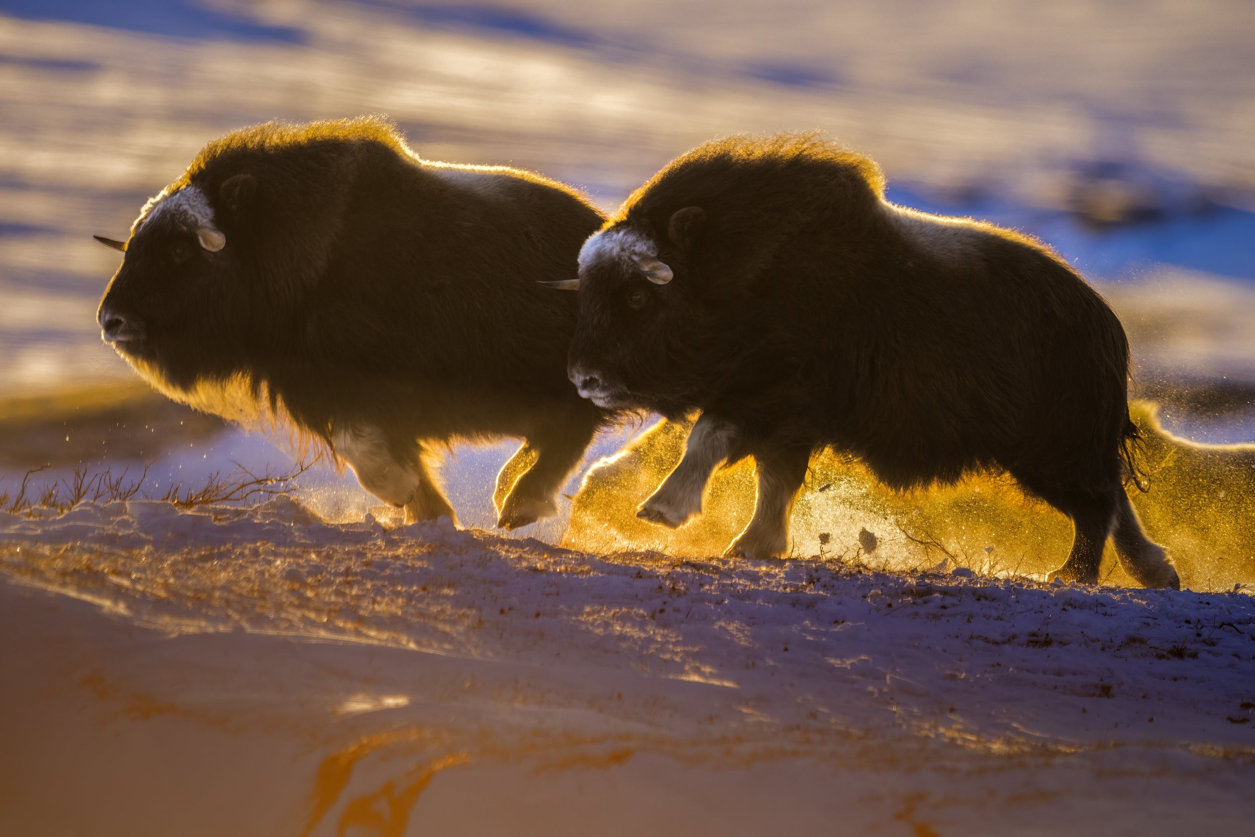 Boeuf musqué - Hiver 013