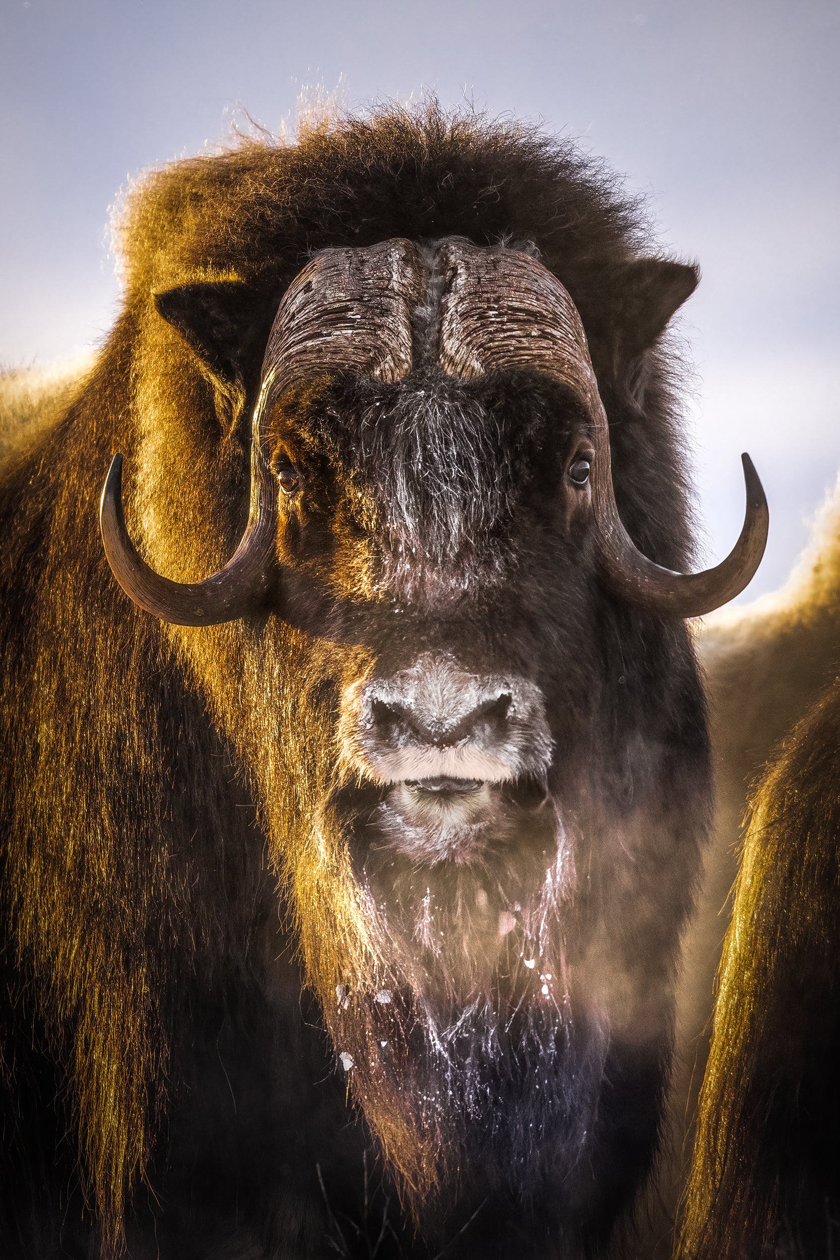 Boeuf musqué - Hiver 015