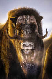 Boeuf musqué - Hiver 015