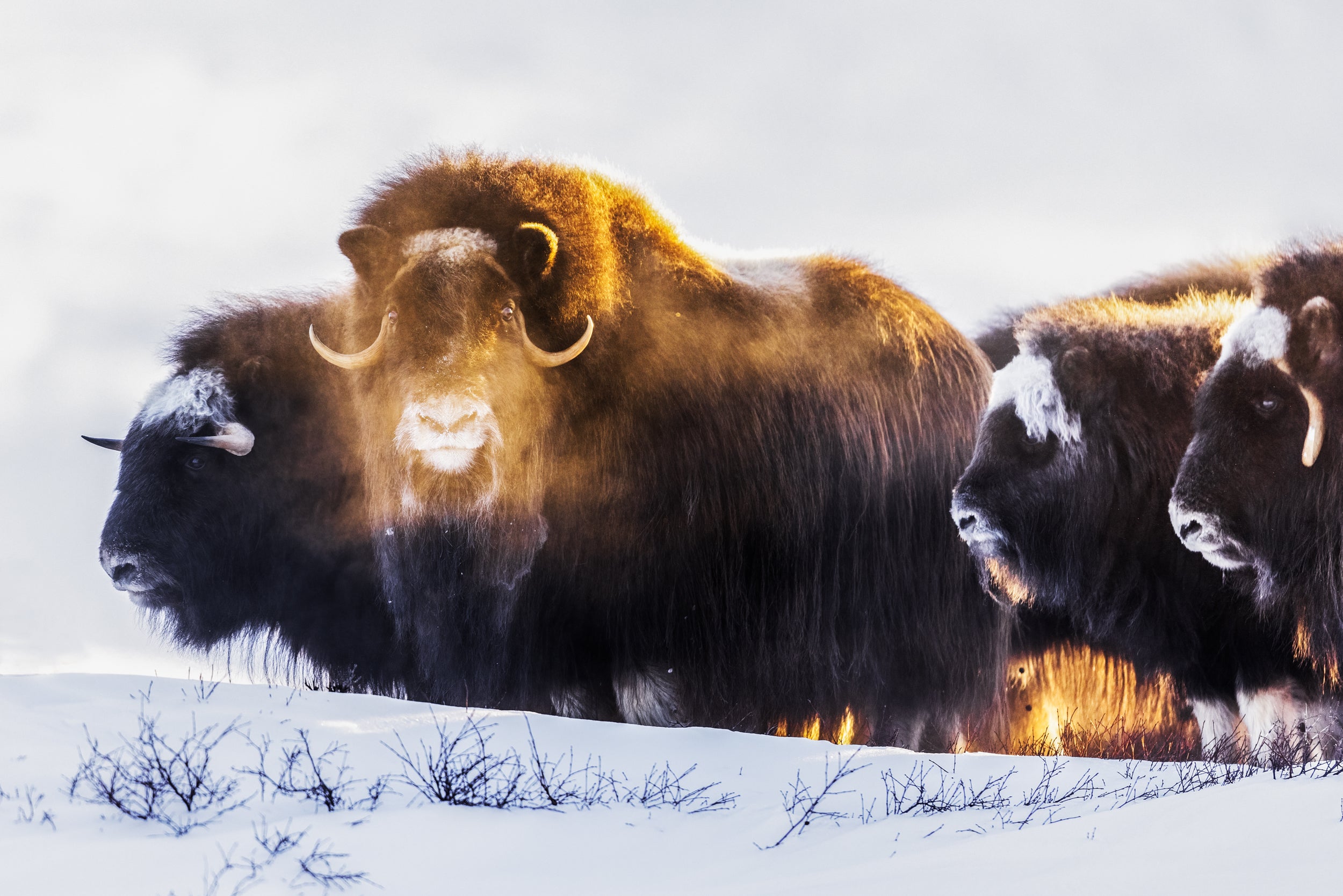 Boeuf musqué - Hiver 016