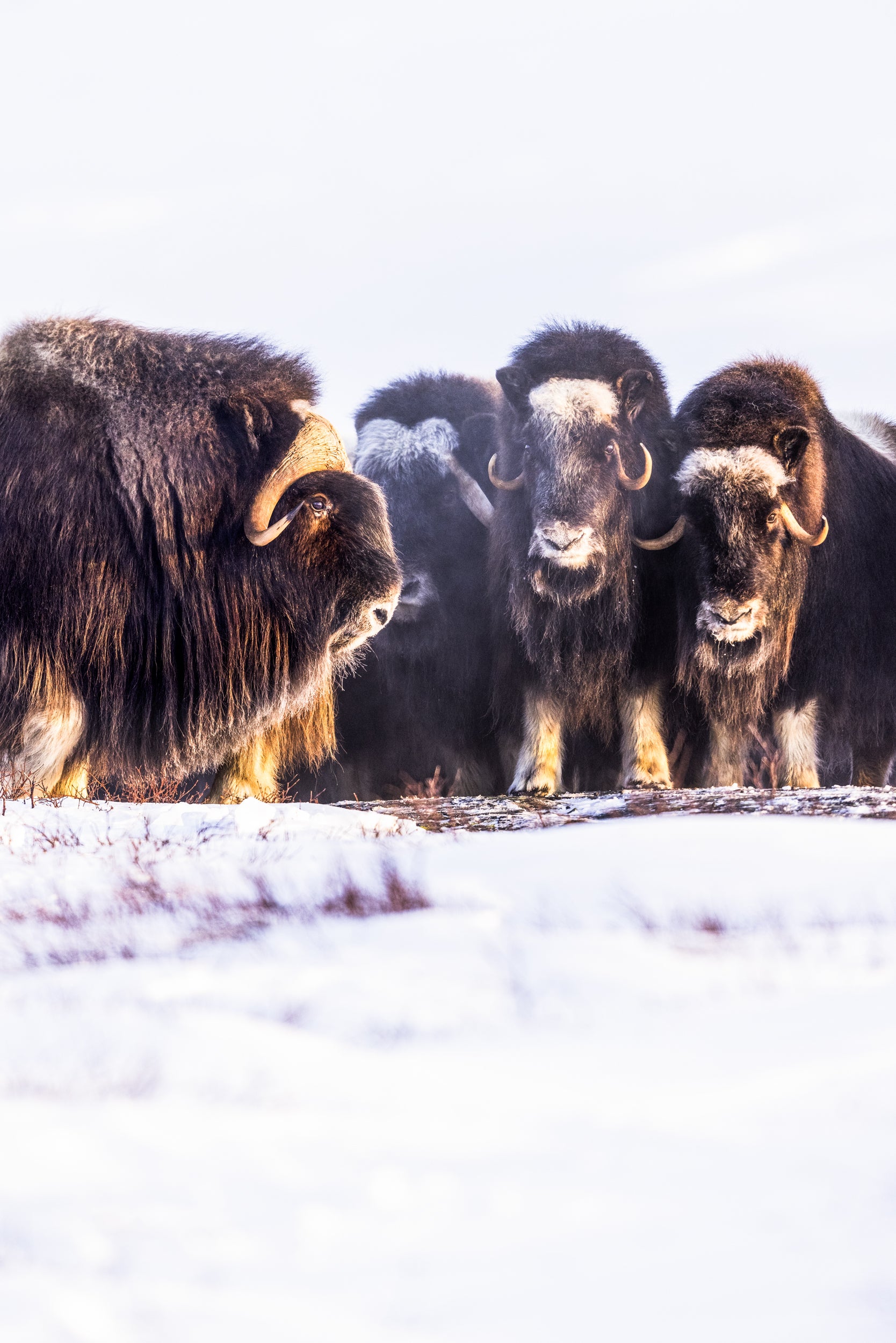 Boeuf musqué - Hiver 019