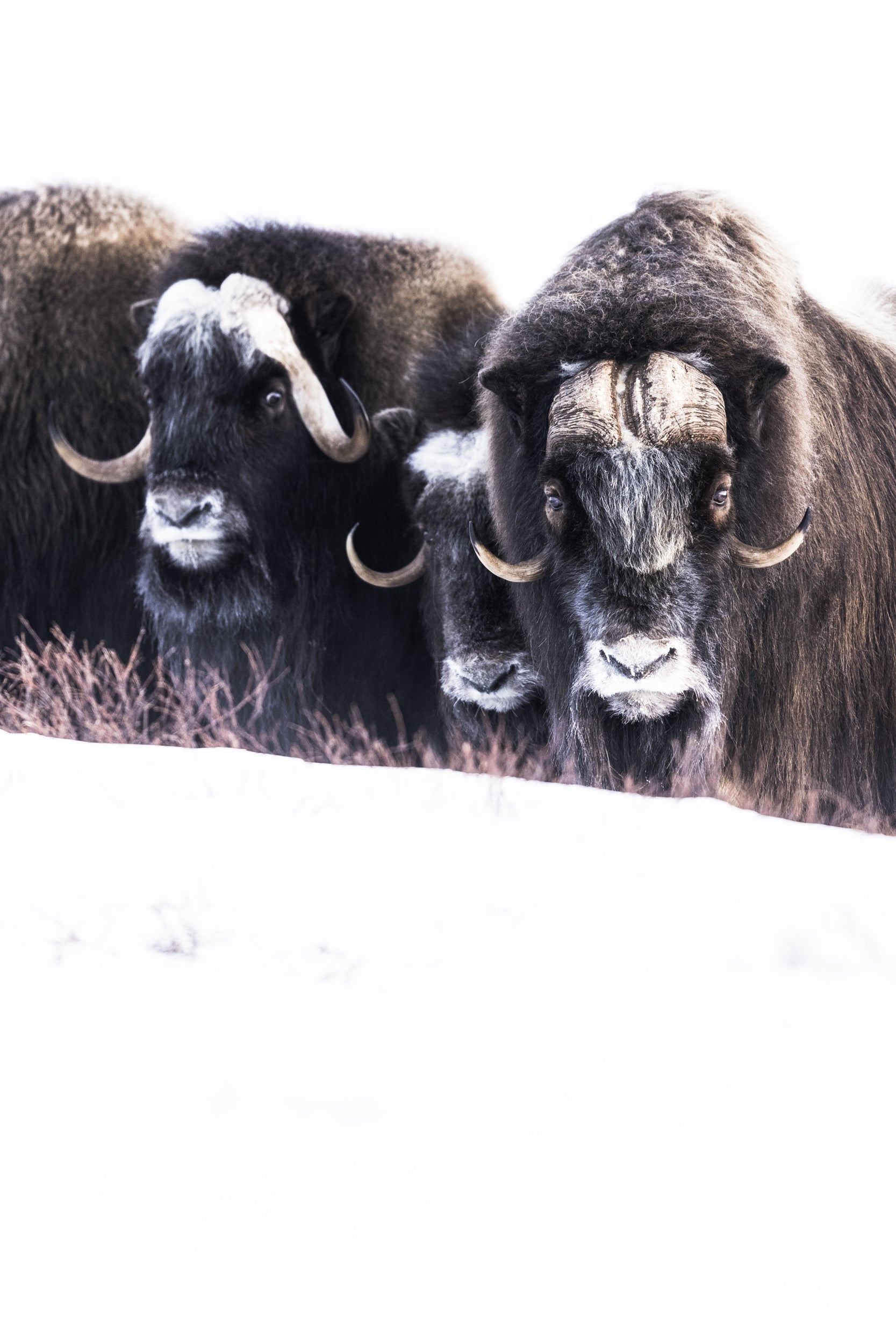 Boeuf musqué - Hiver 021