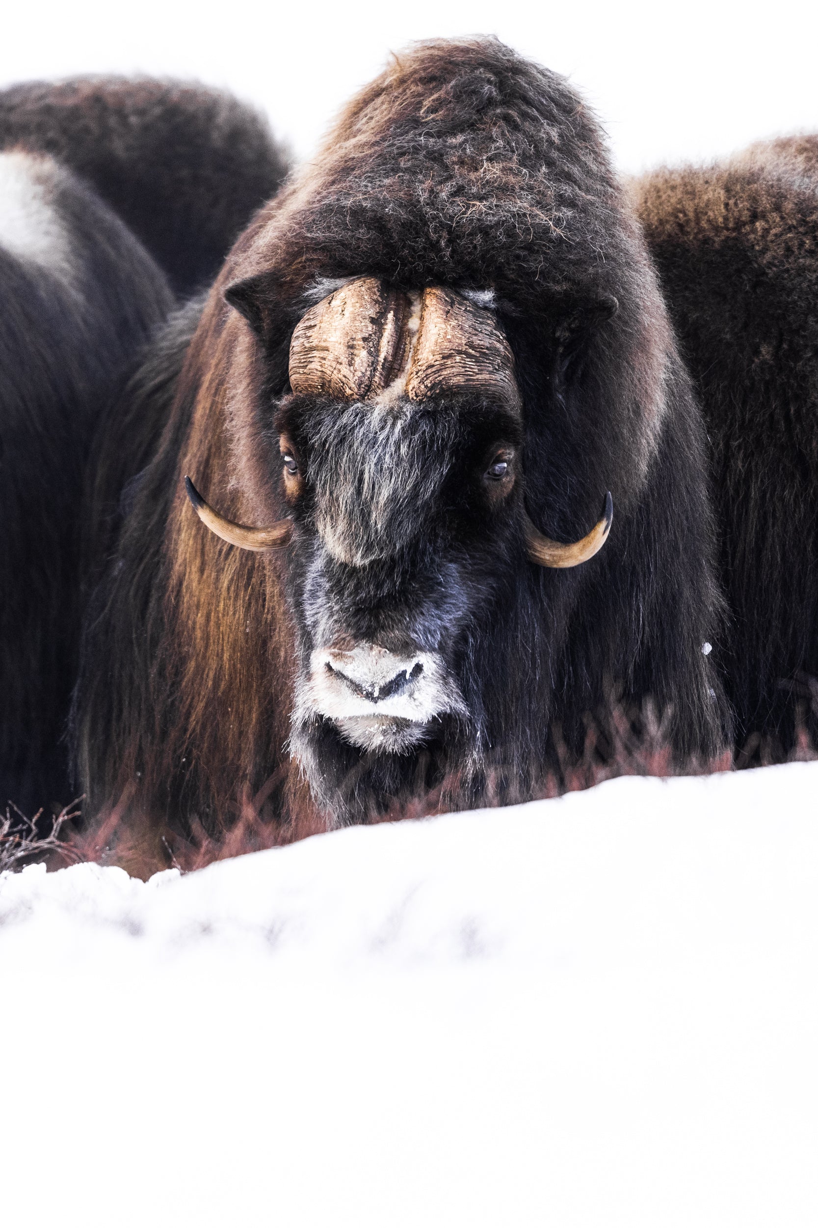 Boeuf musqué - Hiver 023