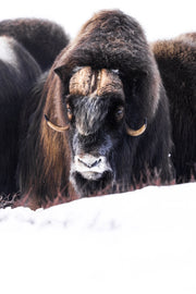 Boeuf musqué - Hiver 023