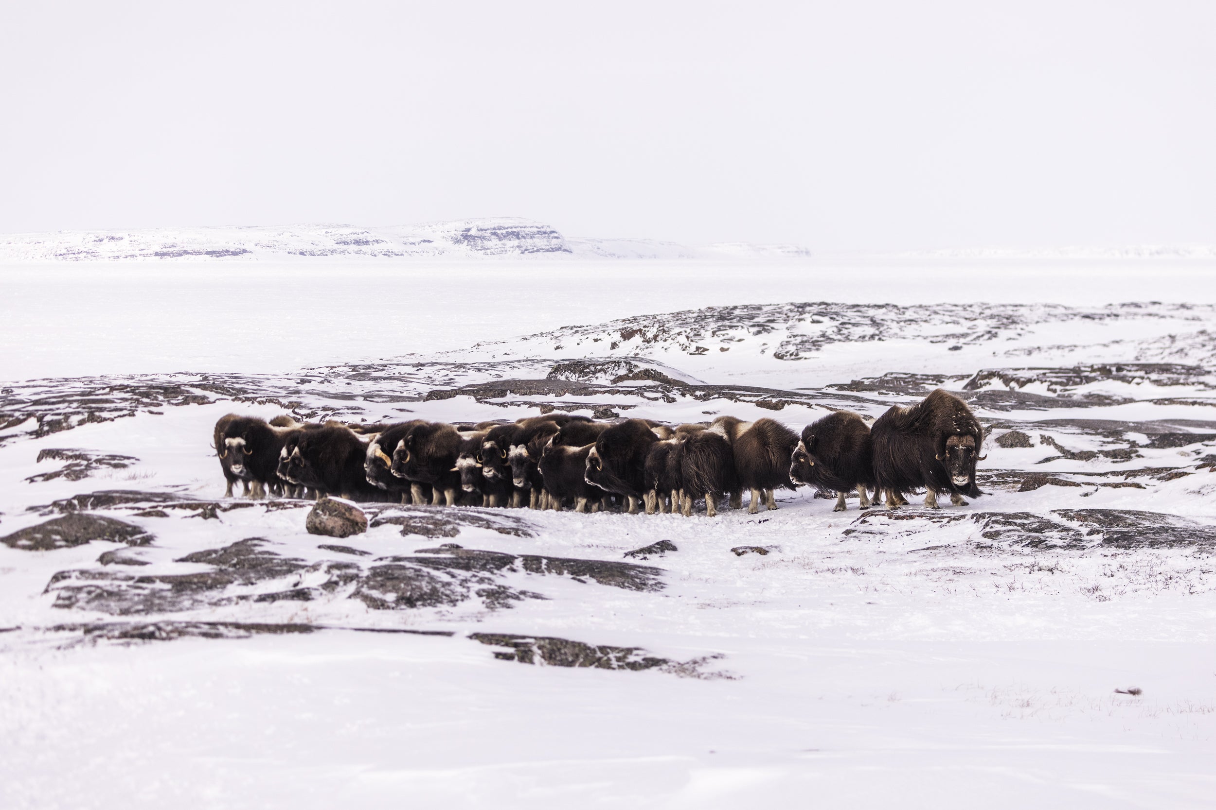 Boeuf musqué - Hiver 028