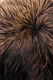 Boeuf musqué - Hiver 031