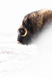 Boeuf musqué - Hiver 032