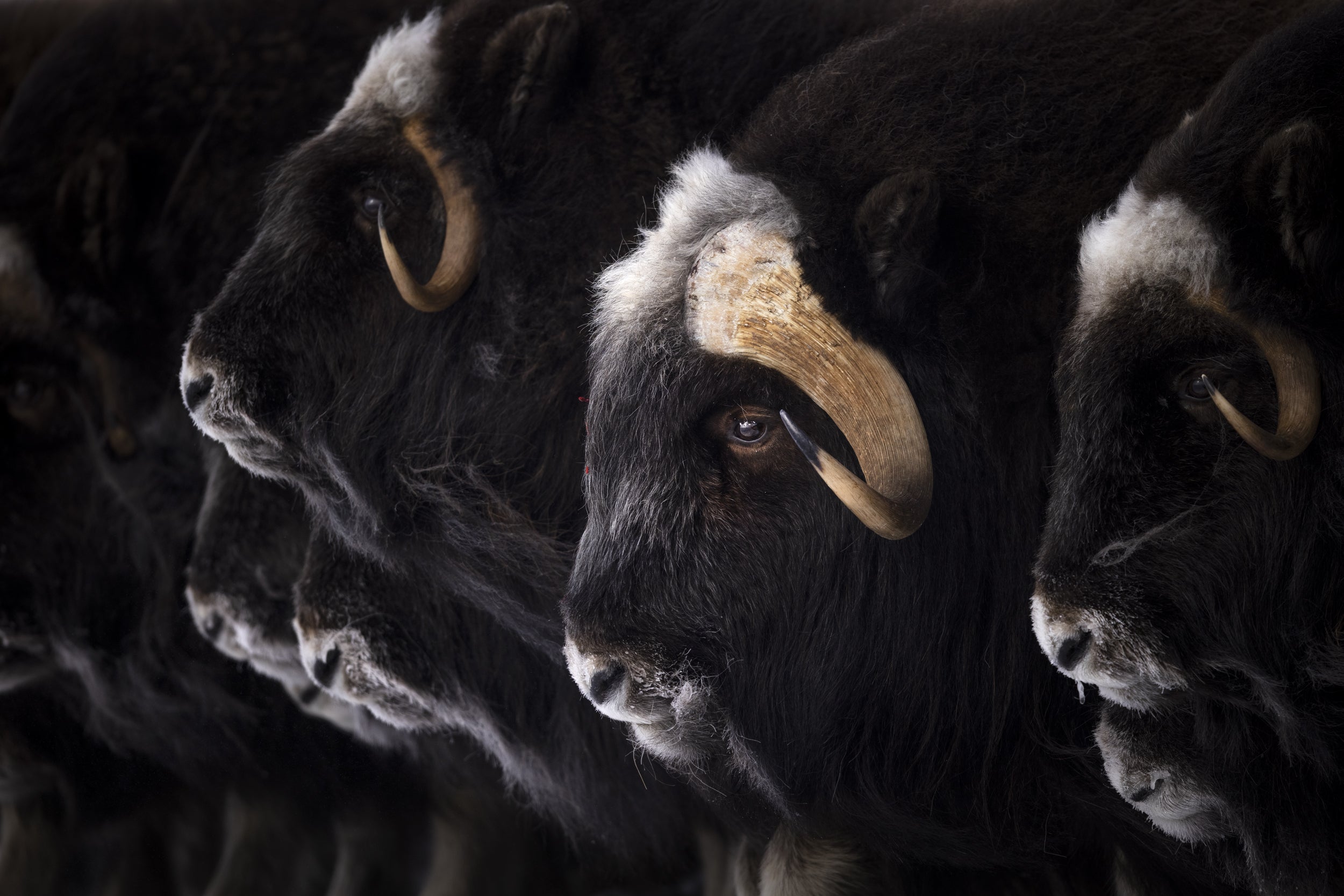 Boeuf musqué - Hiver 033