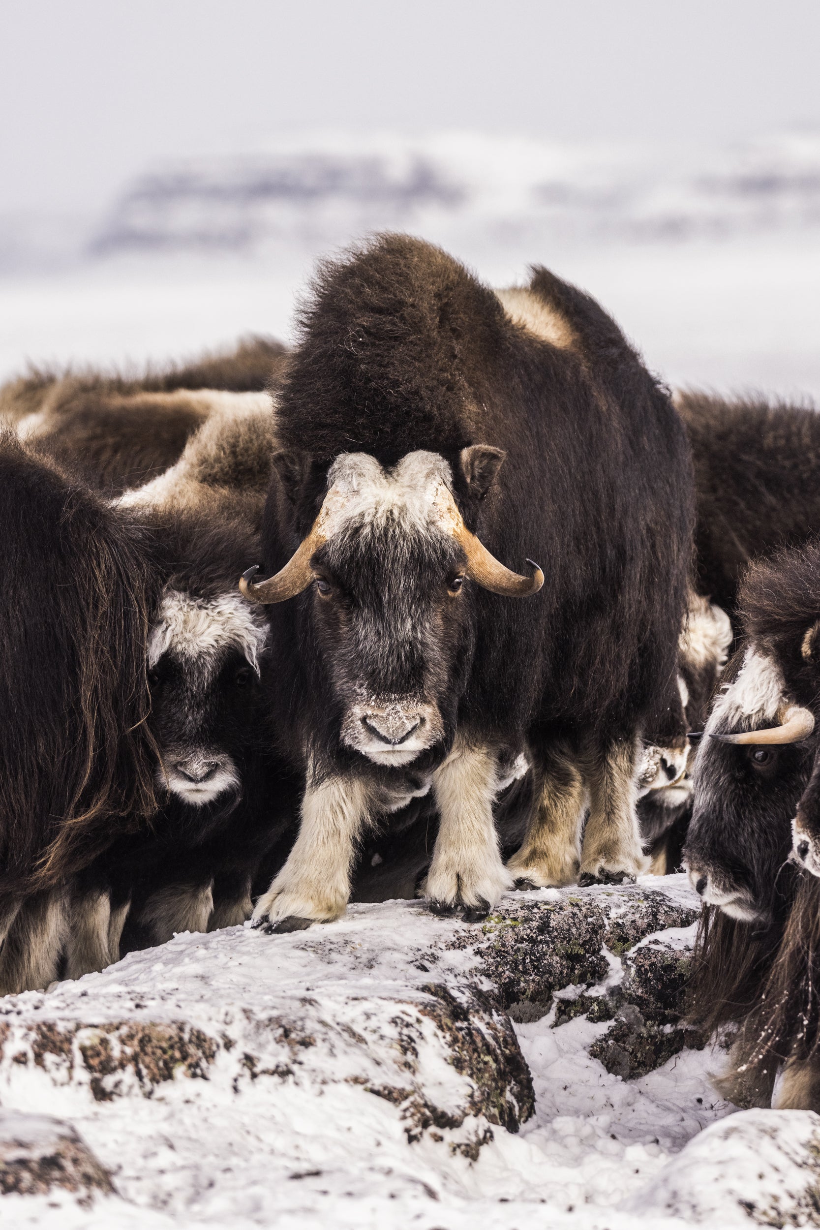 Boeuf musqué - Hiver 035