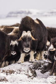 Boeuf musqué - Hiver 035