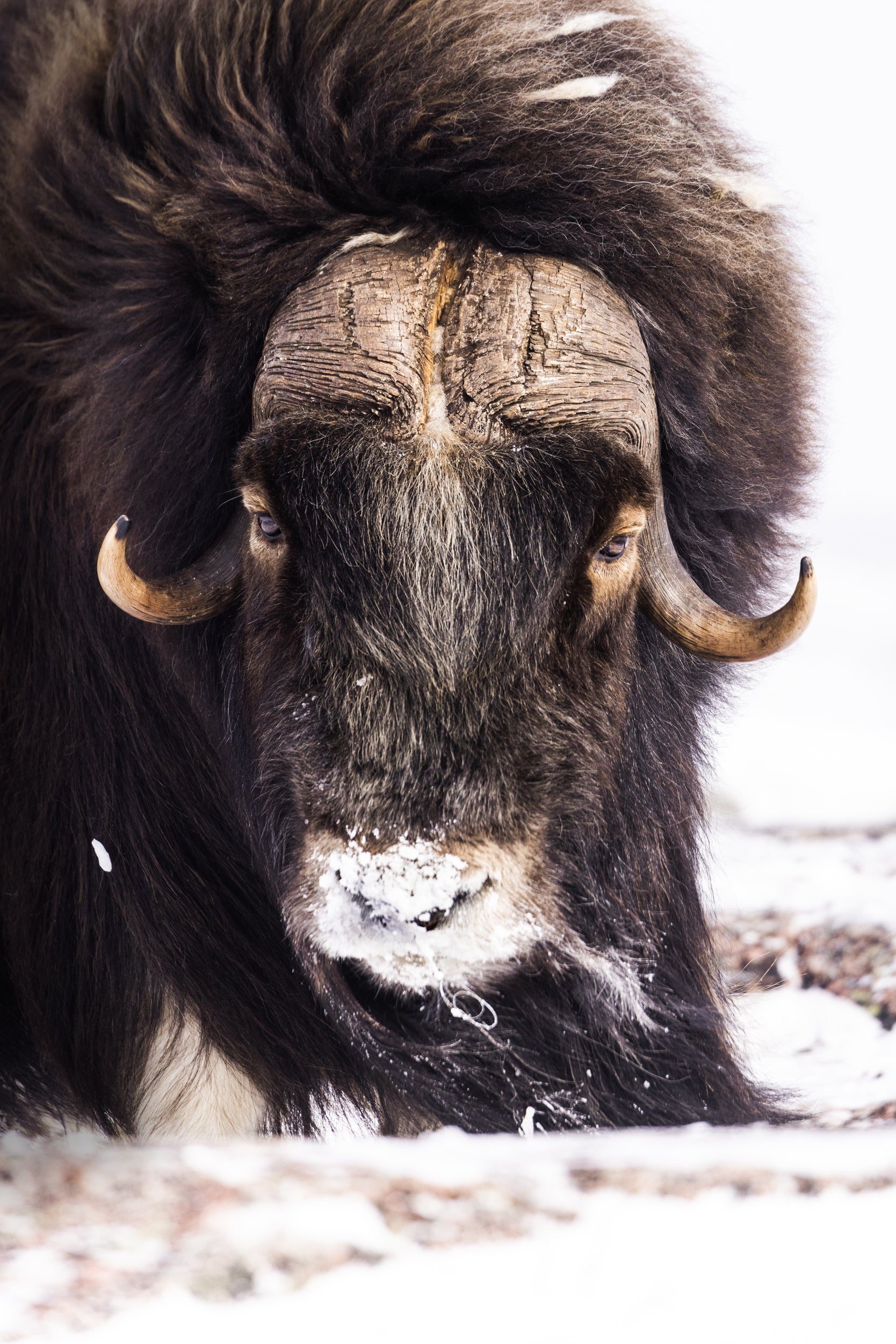 Boeuf musqué - Hiver 038