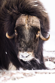 Boeuf musqué - Hiver 038