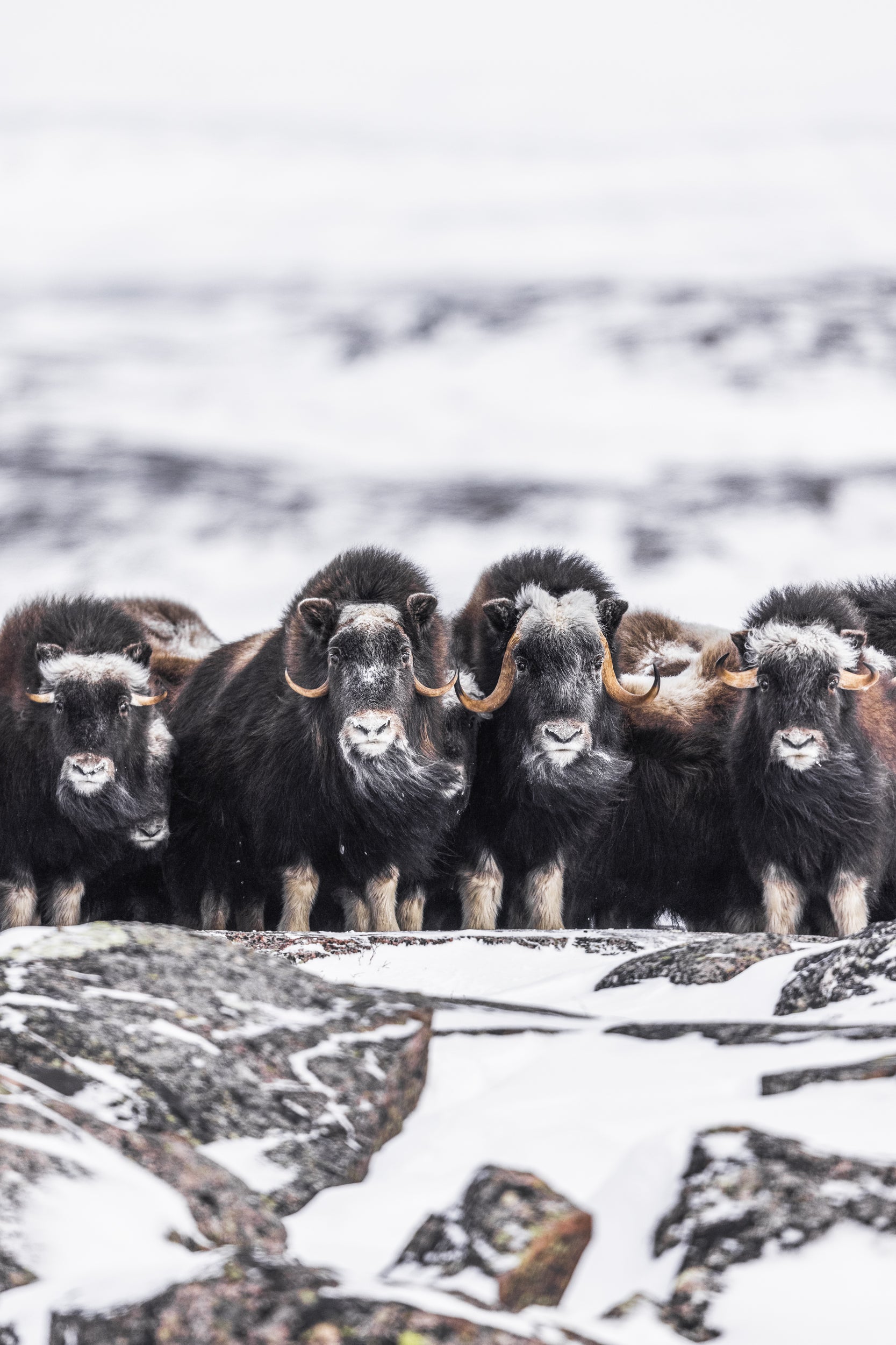 Boeuf musqué - Hiver 041