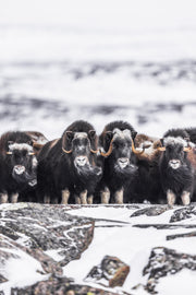 Boeuf musqué - Hiver 041