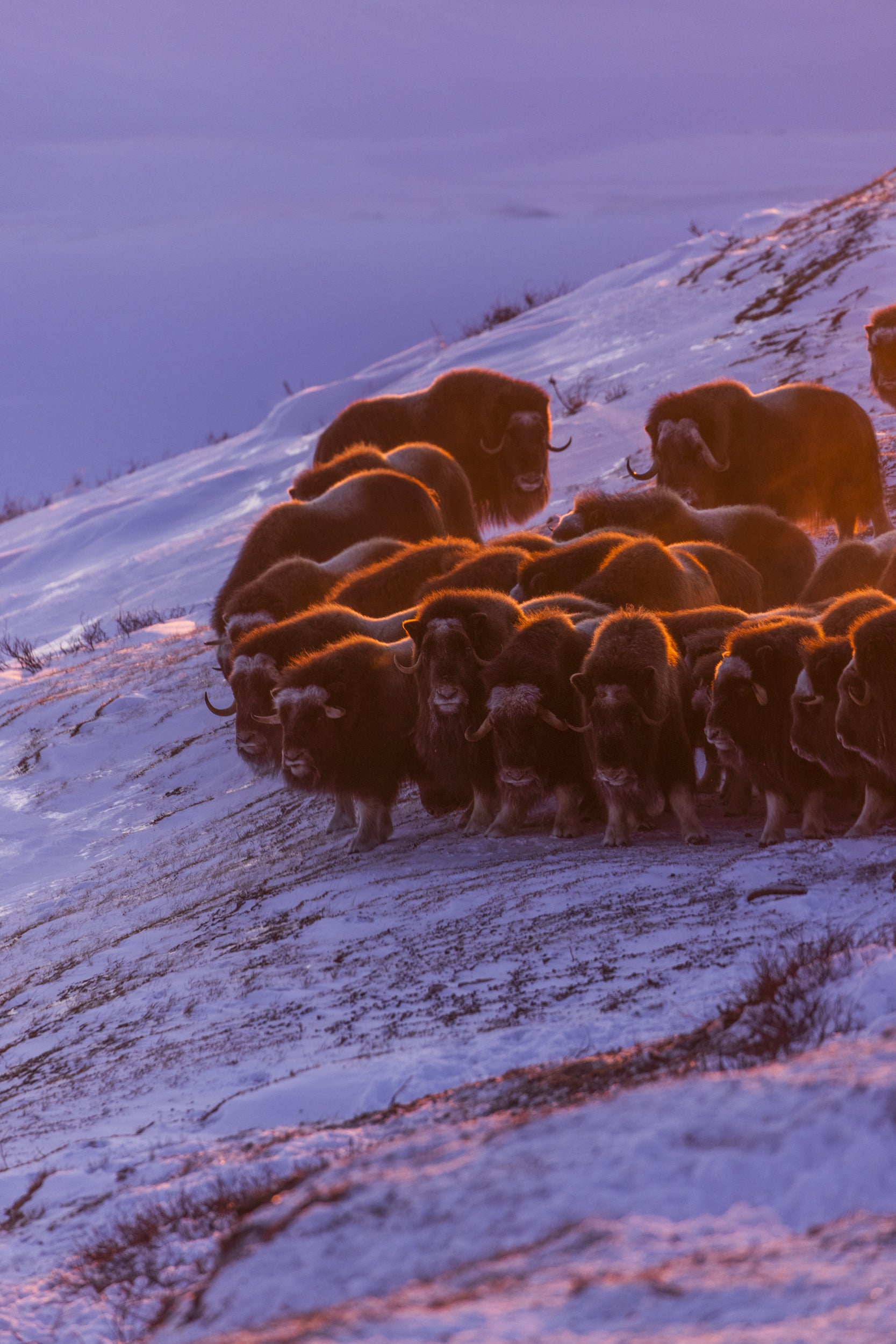 Boeuf musqué - Hiver 043