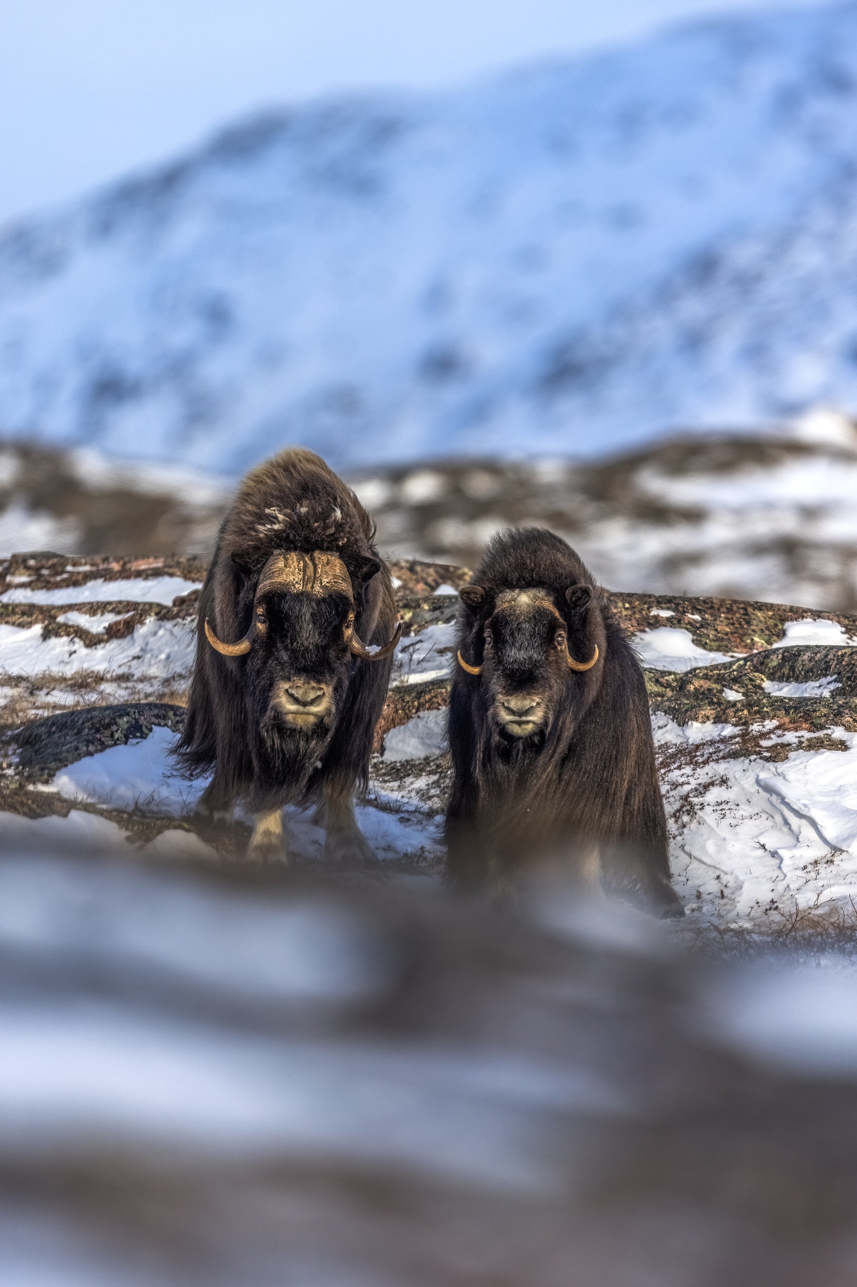 Boeuf musqué - Hiver 057