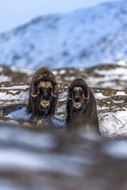 Boeuf musqué - Hiver 057